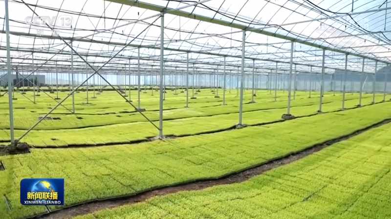  “十五五”新周期：农业高质量发展的战略路径与核心机遇 新闻