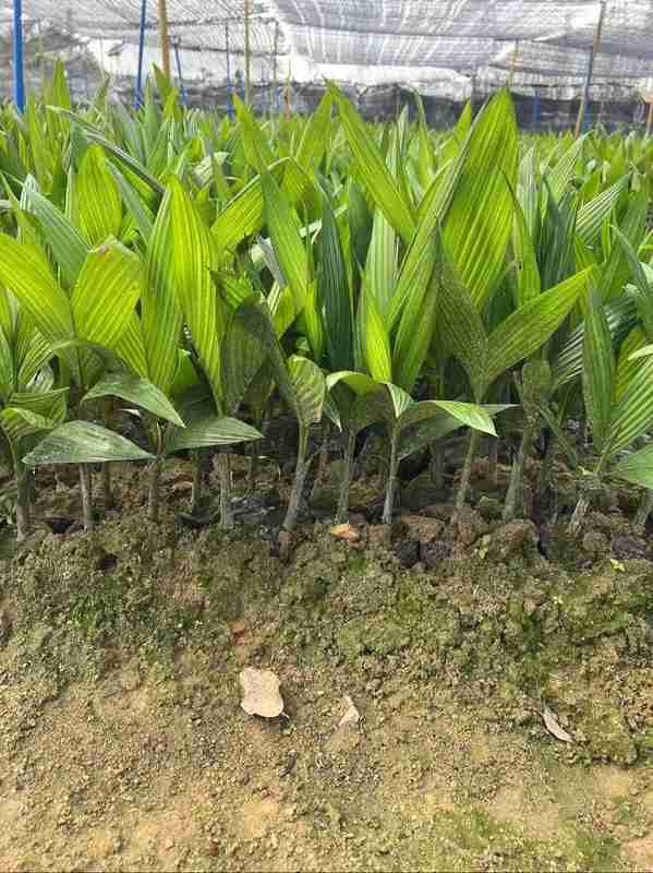  当祖坟遇上槟榔苗：一桩乡土纠纷背后，传统情感与法治规则的深层碰撞 新闻