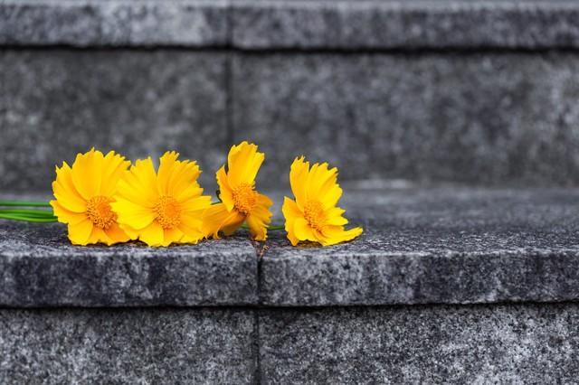 当祖坟遇上槟榔苗：一桩乡土纠纷背后，传统情感与法治规则的深层碰撞